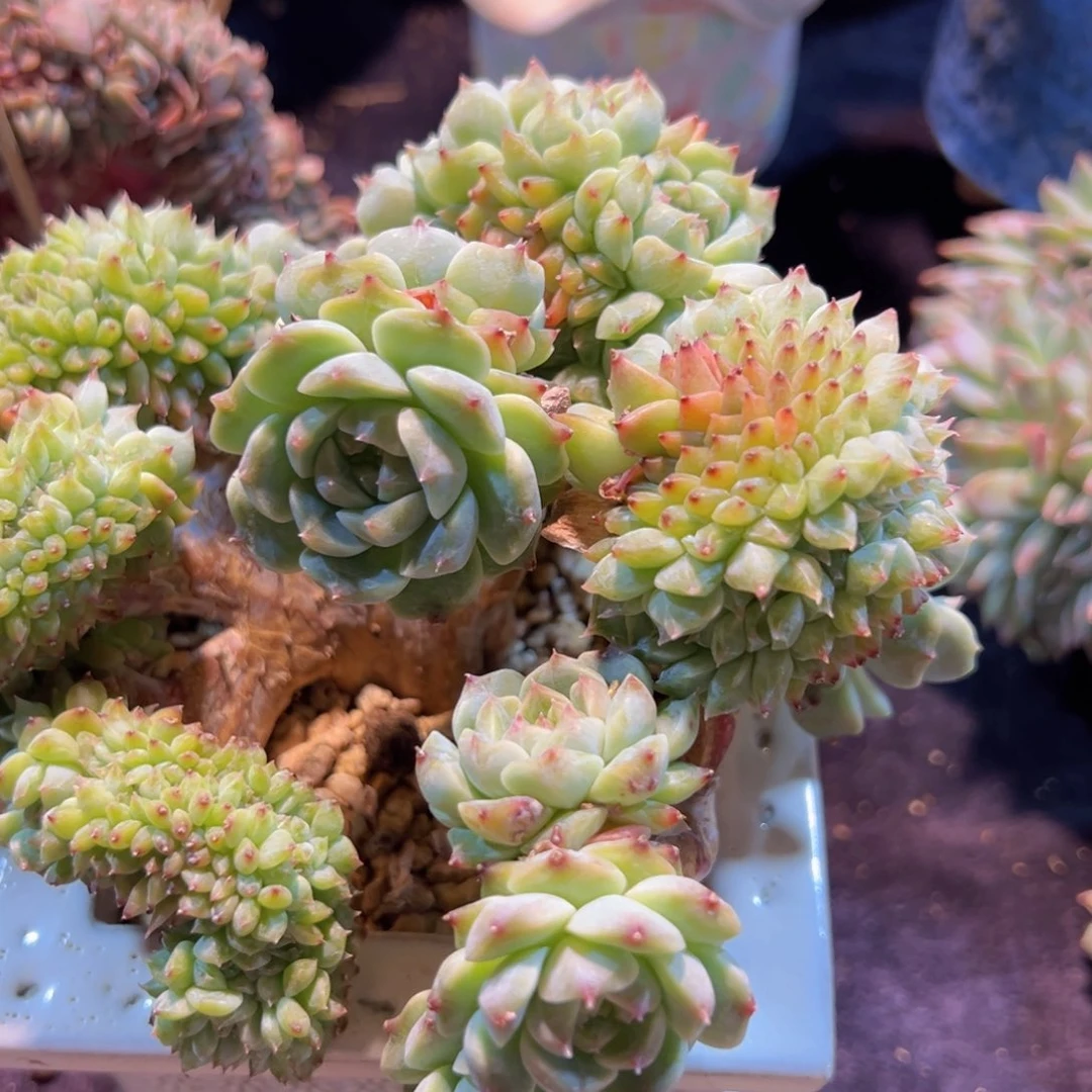 嘻*?新年快乐啊宝宝们88888888