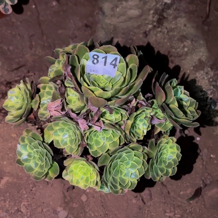 814雨荷多肉植物不售后