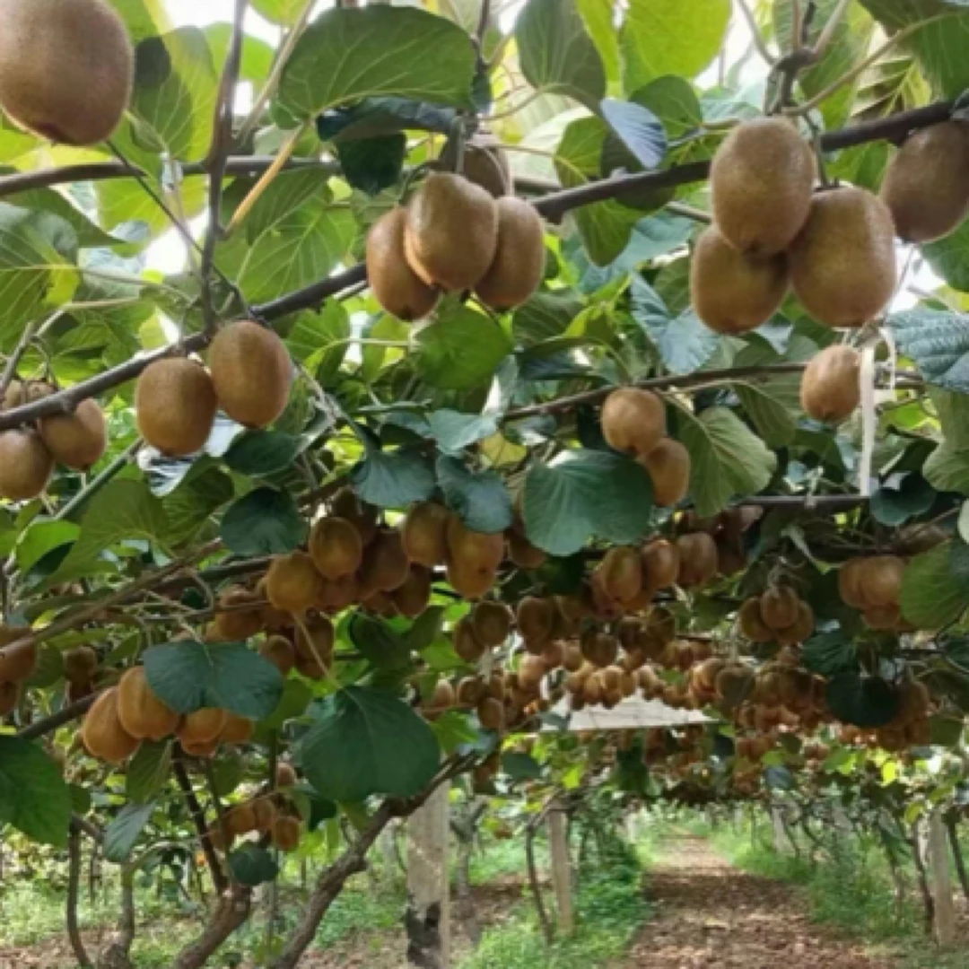 鱼爸鱼妈农场-猕猴桃