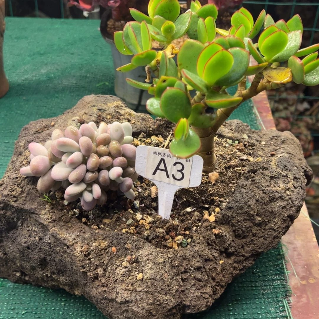 一套，，，，，，，，，，，，，，，，