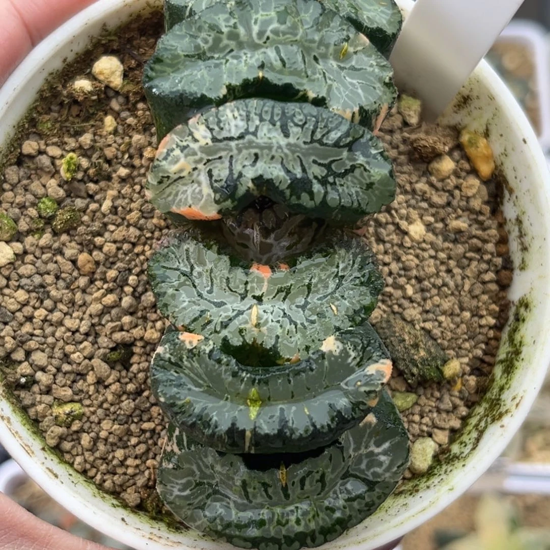 5变异北斋玉扇锦十二卷多肉