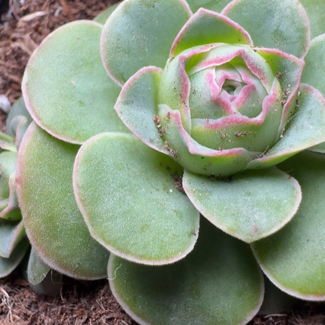 楹楹-87-冠幅 3cm