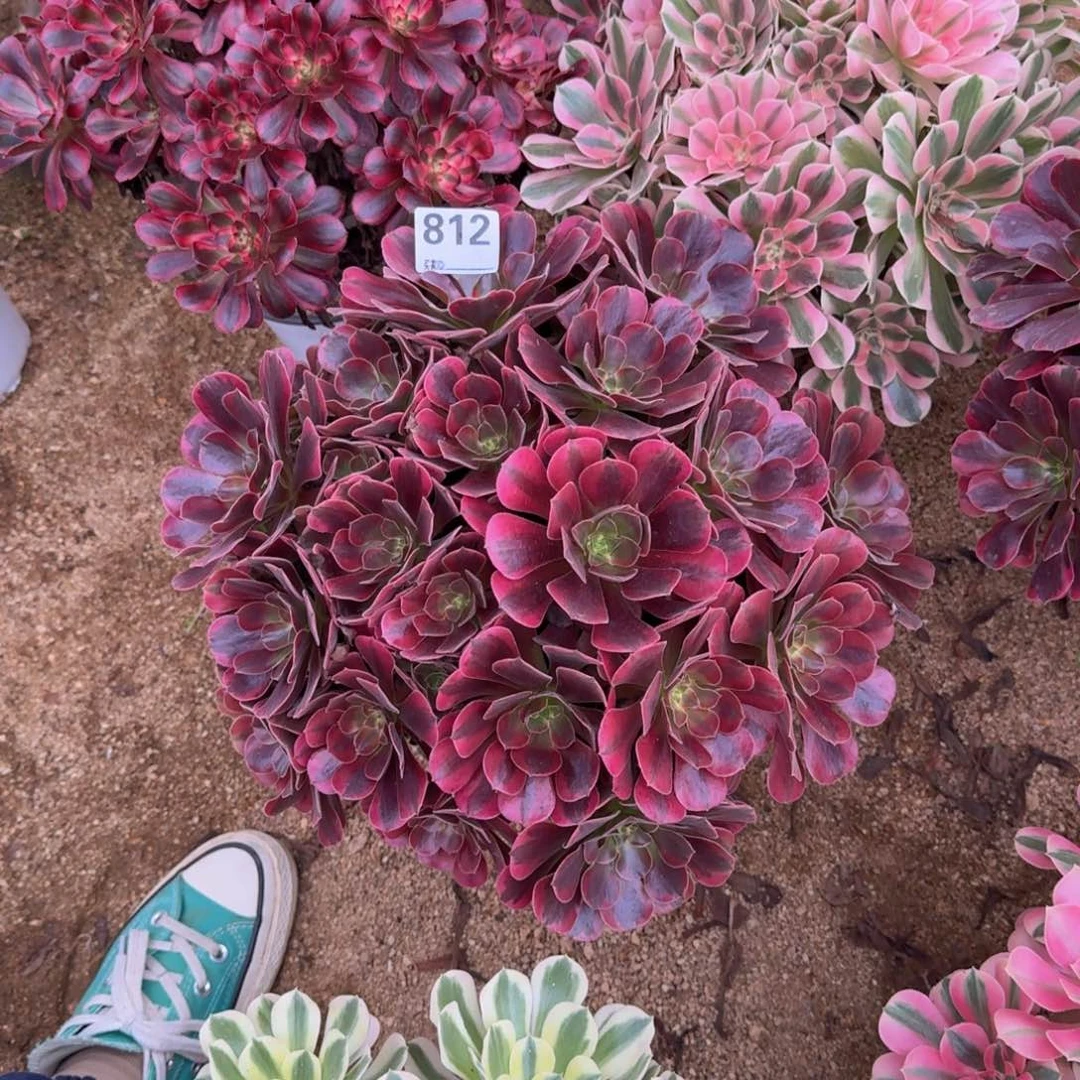 812凤冠多肉植物