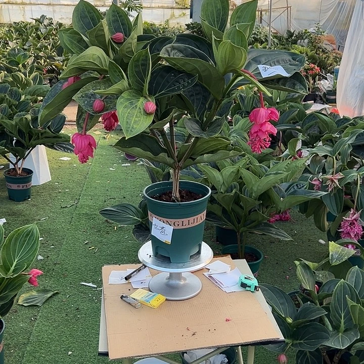 *****少量花朵（建议范围：2朵-5朵 或40%以下）