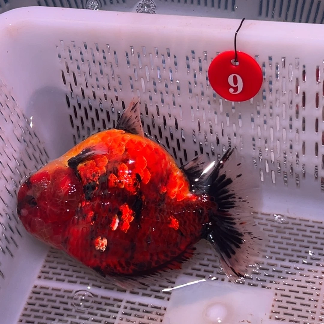 骑****海水鱼你好点没有嘛你反复到付