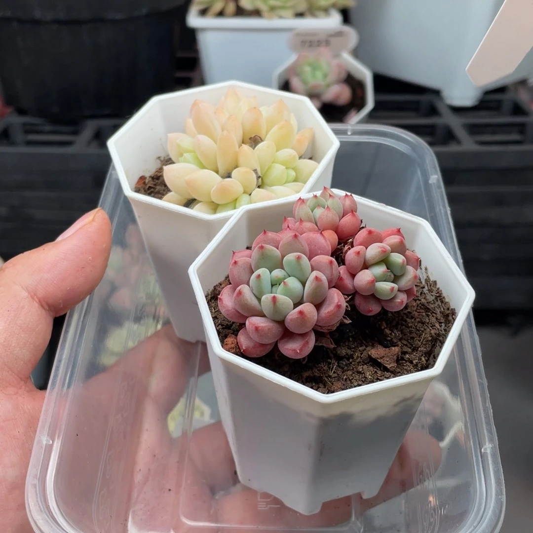 爱*7813雪桃+阮林玉