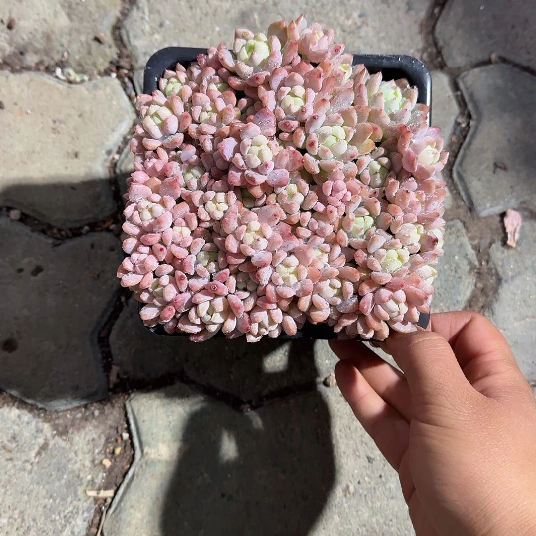 小桃红多肉植物净