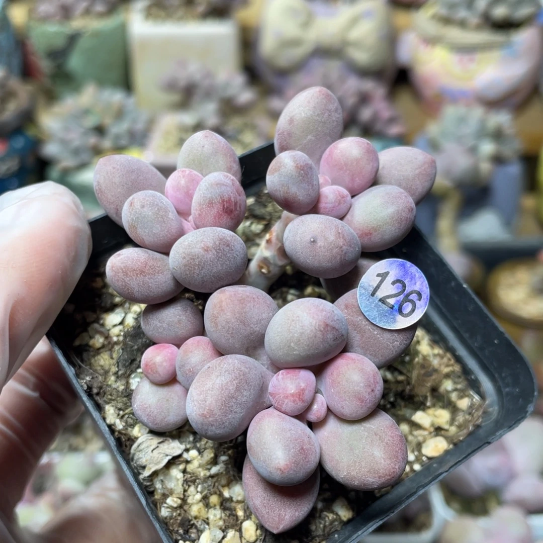 桃花奶酪多肉植物