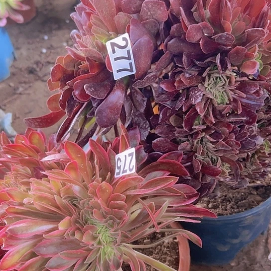 爱*正多肉植物两个