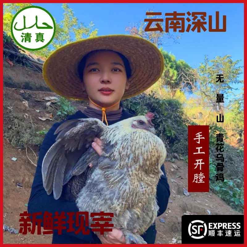 农家散养土母鸡云南新鲜现宰顺丰包邮农家土鸡清真冷冻