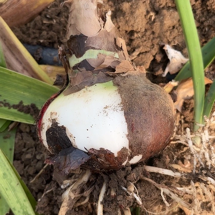 如*樱桃有标带土十➕包对版