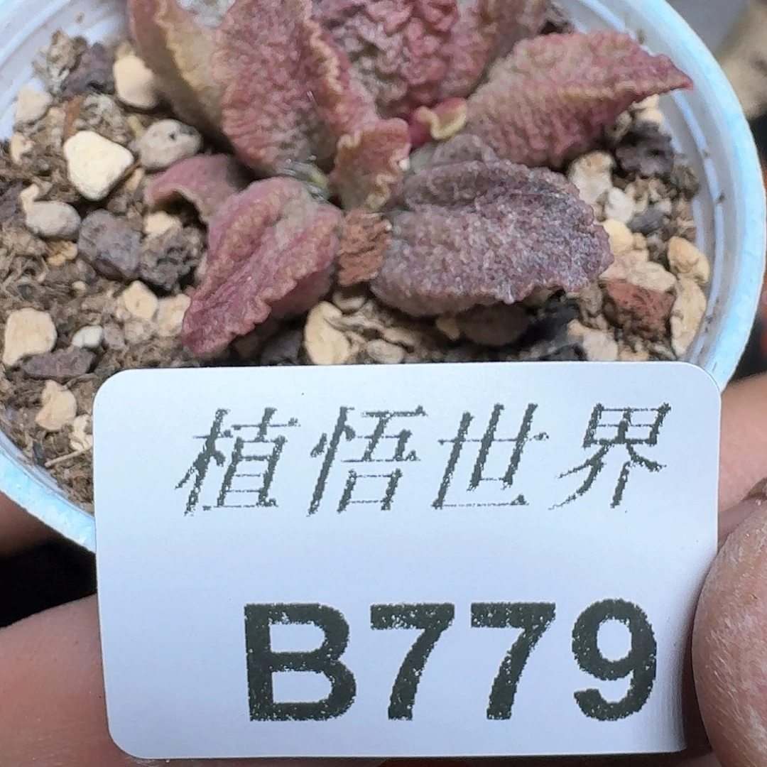 779盒多肉植物哇f v