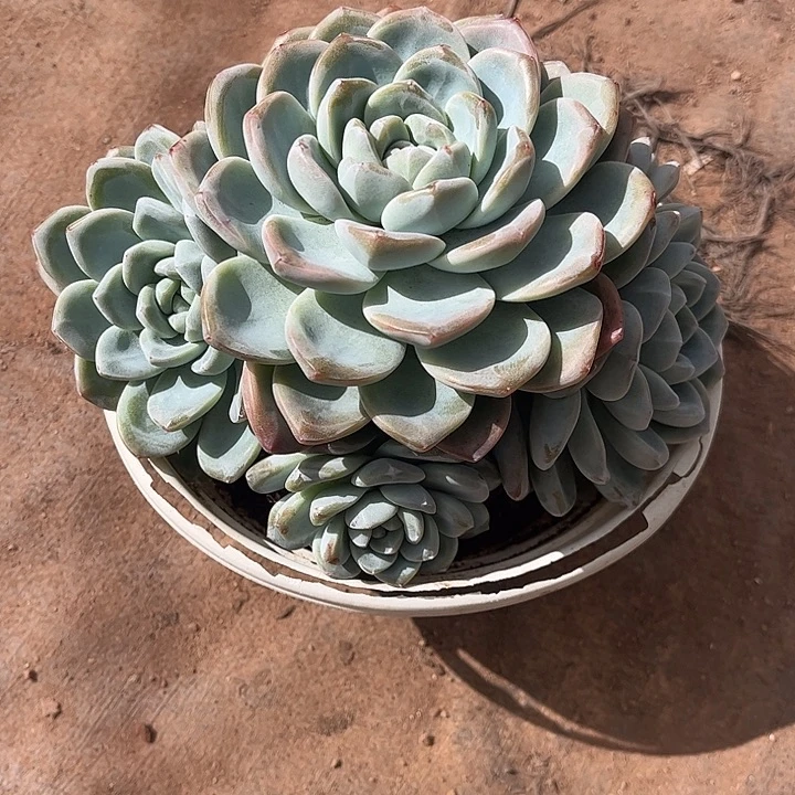 蔷***薇冰玉群生，一物一拍