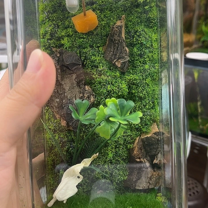 10x20生态箱带1麒麟1电报铃