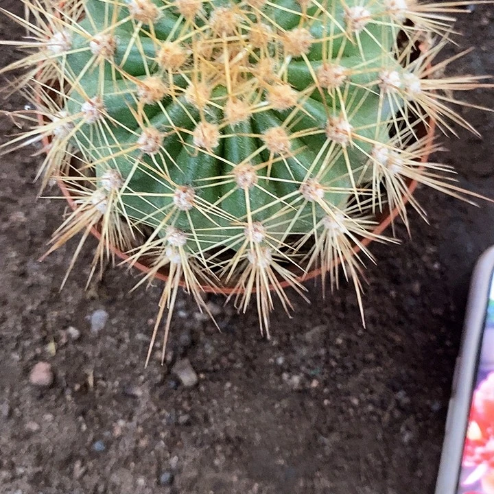 容耀毛花毛花357888