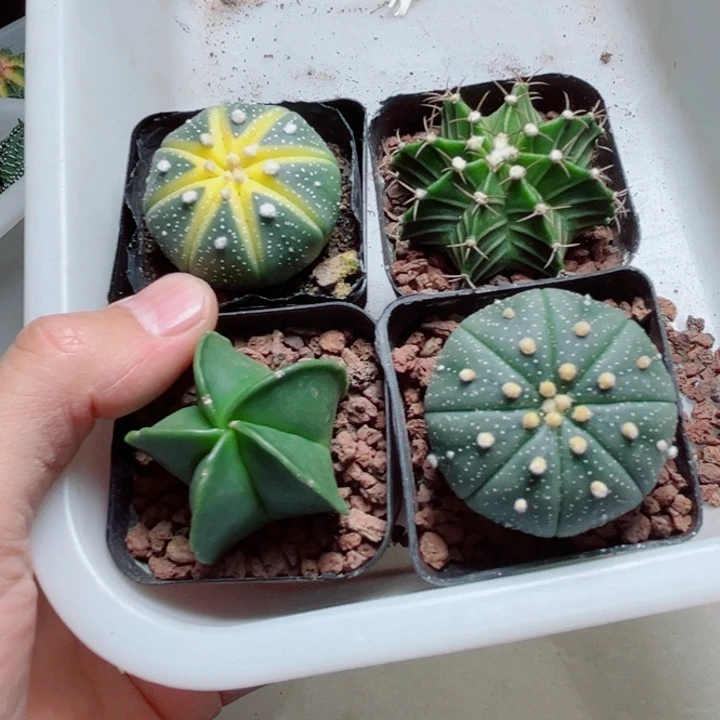 4颗带着南瓜星兜仙人球