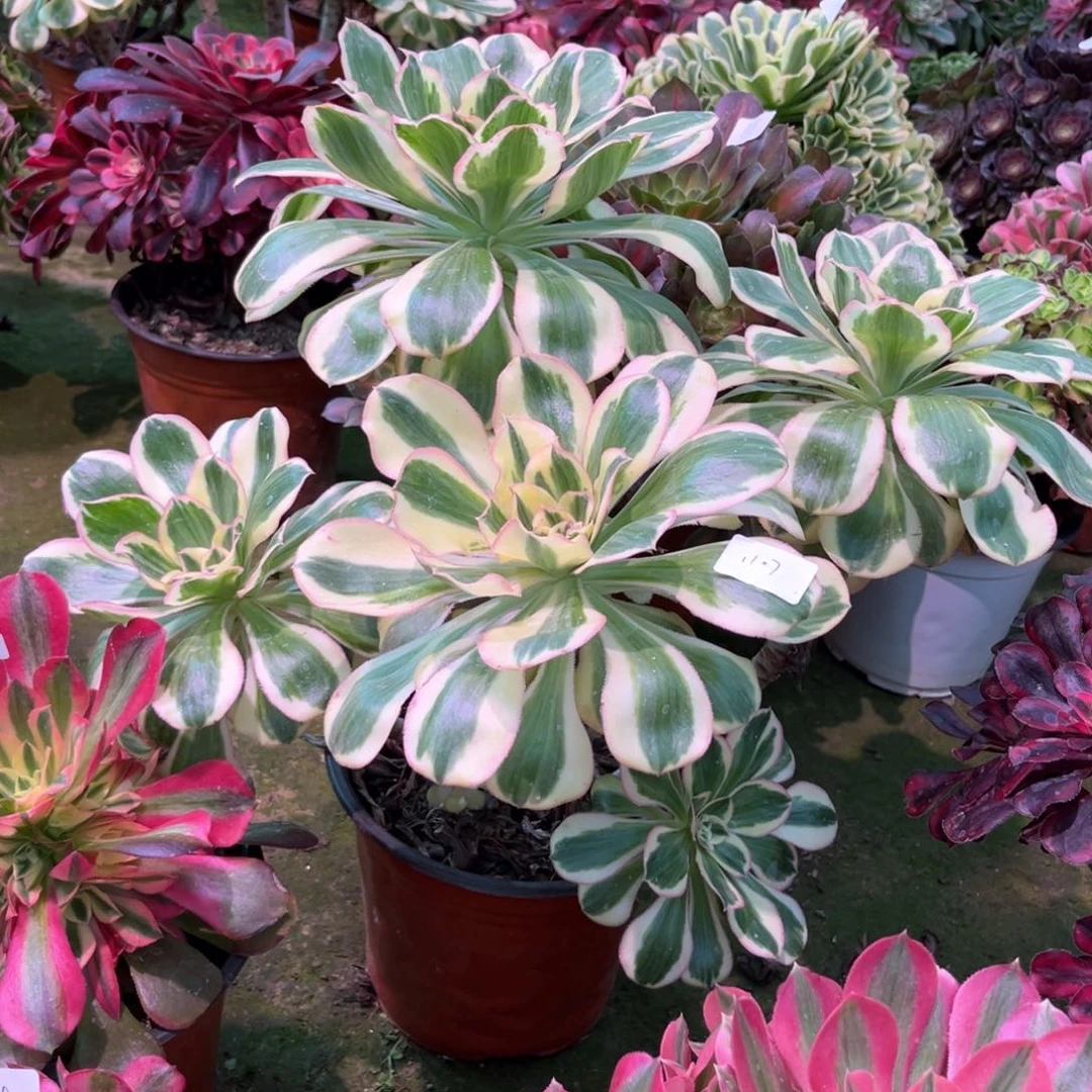 多肉植物燕姿1107