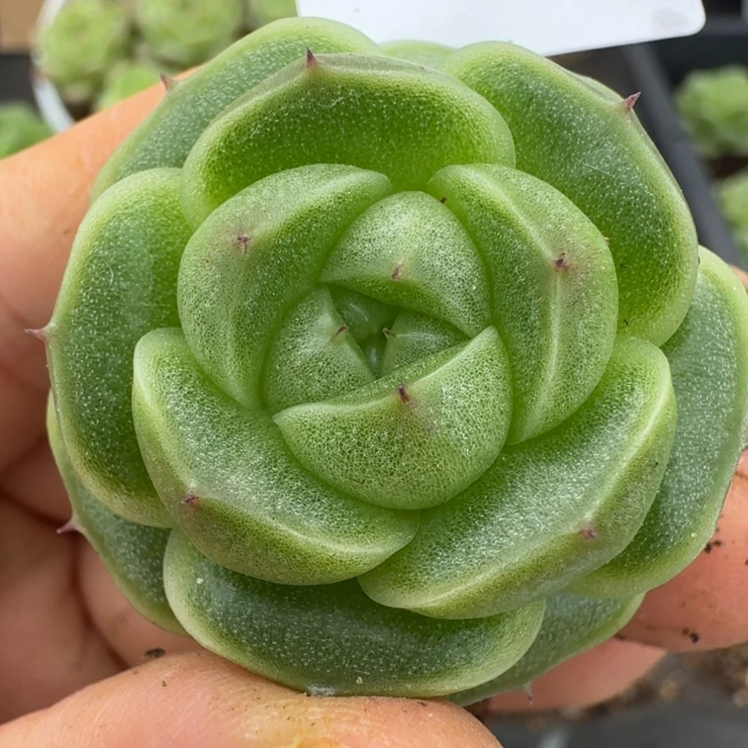 一物一拍一物一拍1109-168