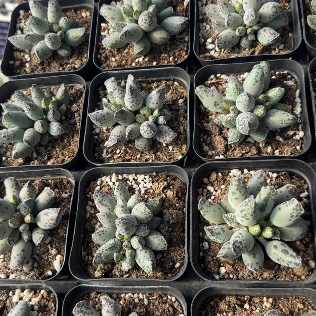 白肌海报量拍链接