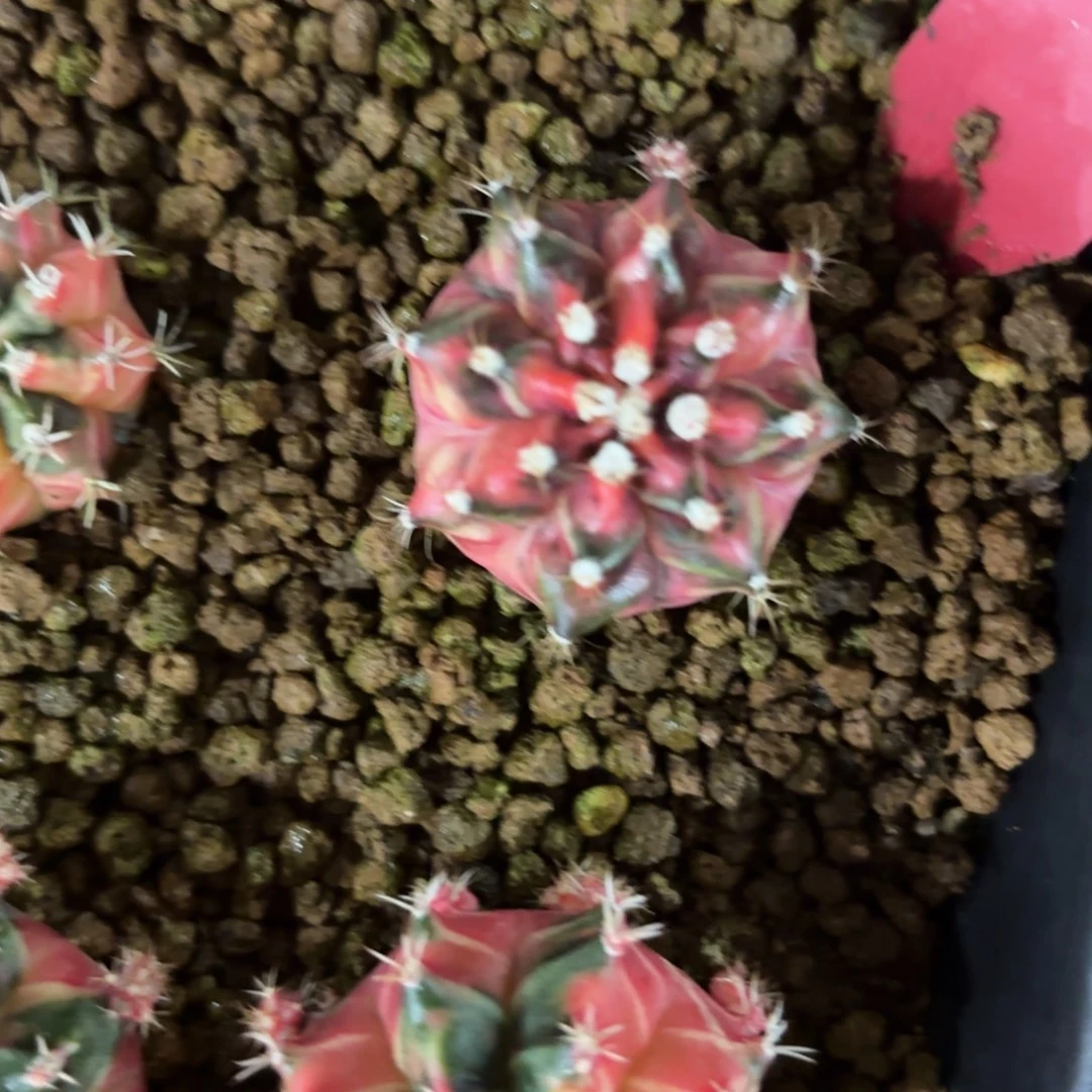 L919-1209泰国发货 海神锦