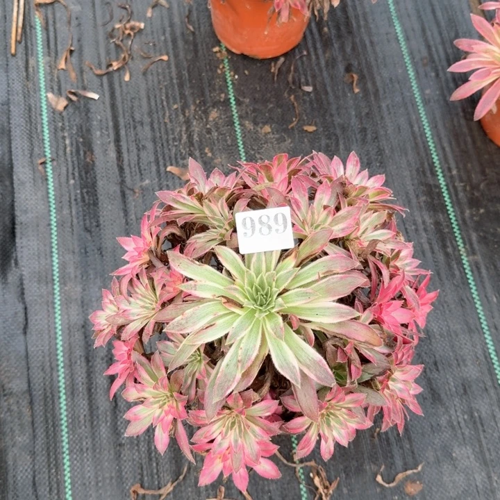 惊鸿仙子法师一颗989