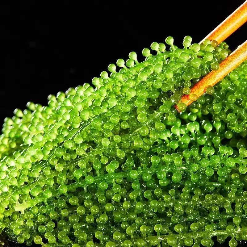 盐渍海葡萄新鲜即食儿童海带海藻草凉拌菜鱼子酱火锅寿司食材商用