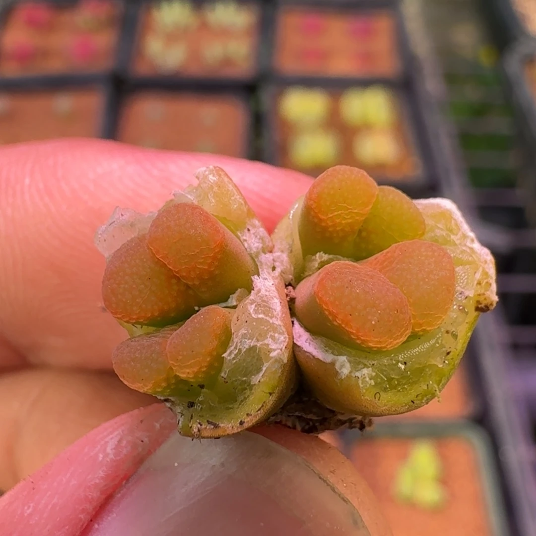 用****9云缦精品番杏23.24日系橘红鱼籽