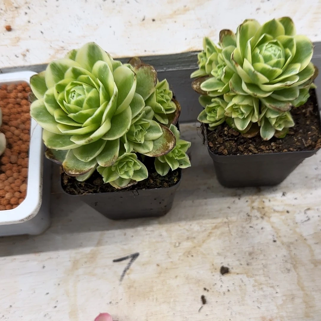 鸡蛋玫瑰锦多肉植物