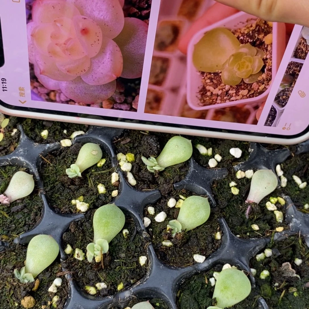 若沁芽苗一个多肉