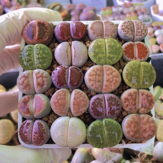 无花朵0369，20棵母本如图