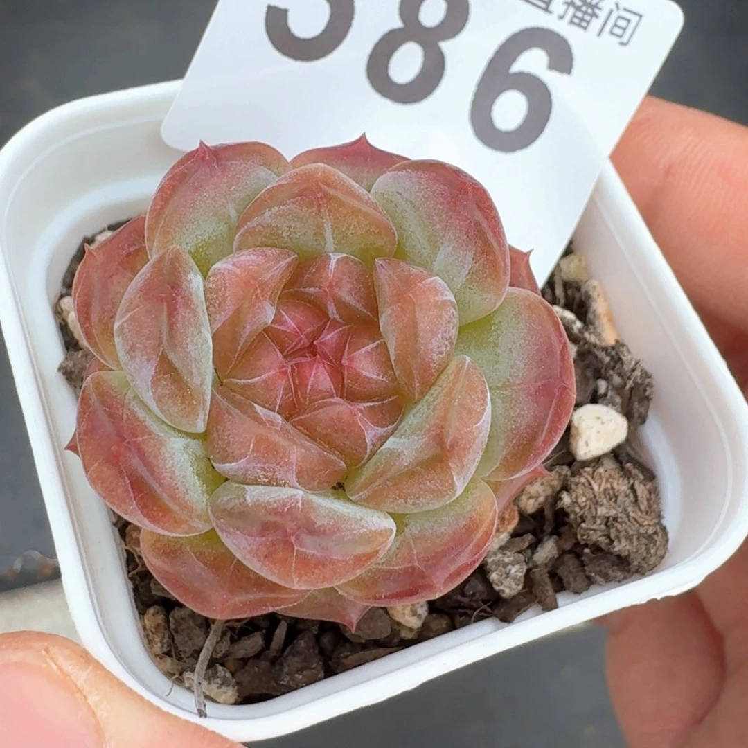 虎魄         多肉植物
