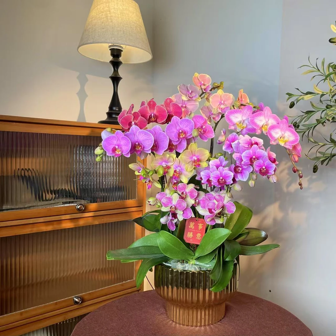 【金满福-蝴蝶兰】 鲜花中式 禅意 轻奢送礼装饰室内绿植