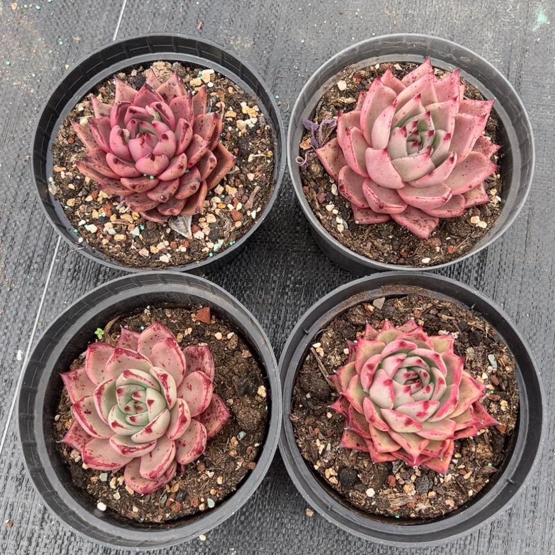 血罗，图中任意一颗，尺寸8+