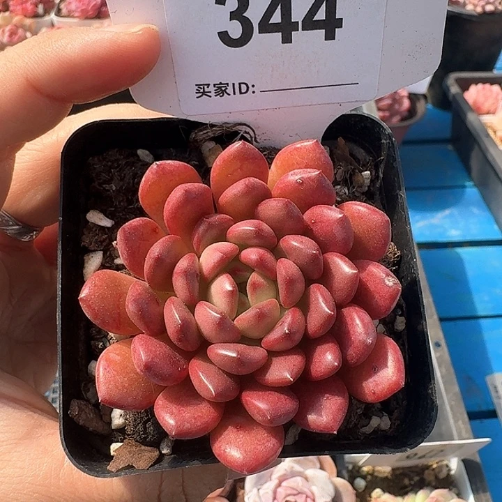 红宝石多肉植物344