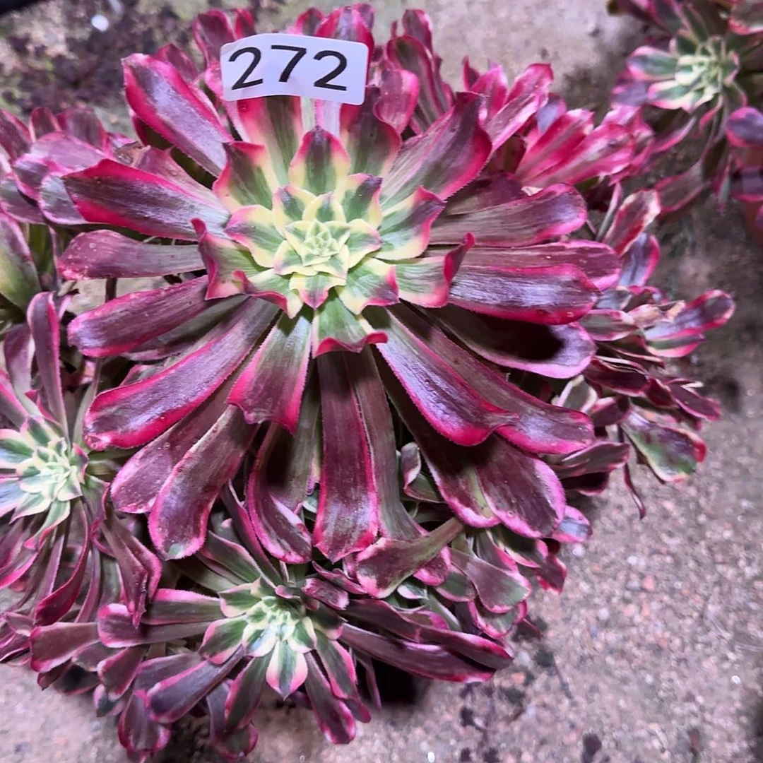 多肉植物法师波斯272