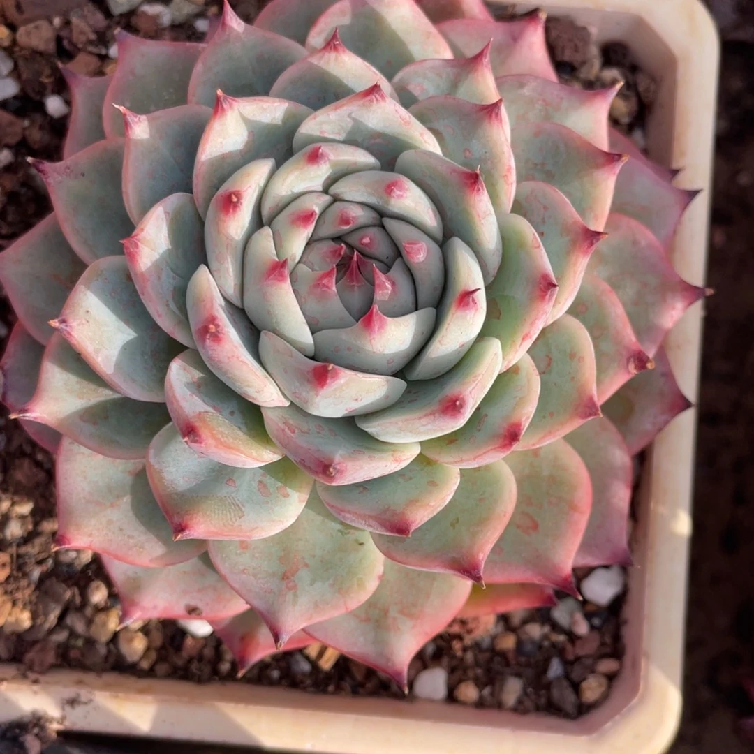 多肉植物盆栽多肉的