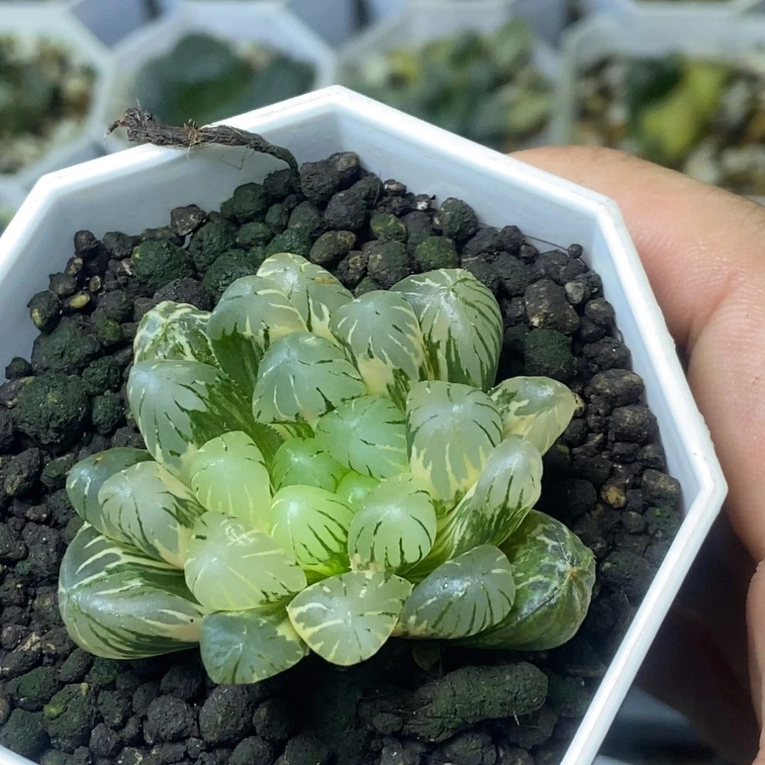 极上斑大紫玉露锦一物一拍