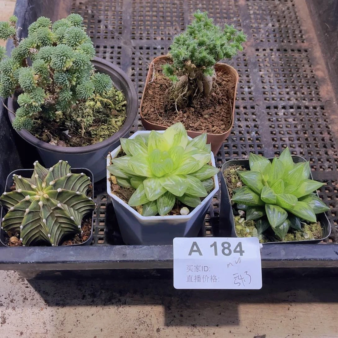 多肉184多肉植物