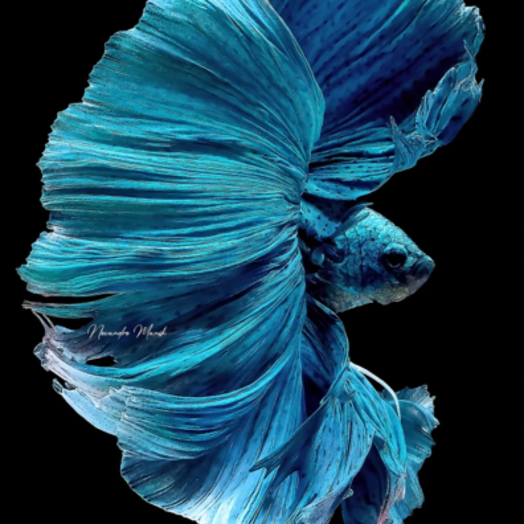 A级斗鱼将军纯白半月狮王婚纱尾热带观赏鱼懒人好养耐活宠物鱼