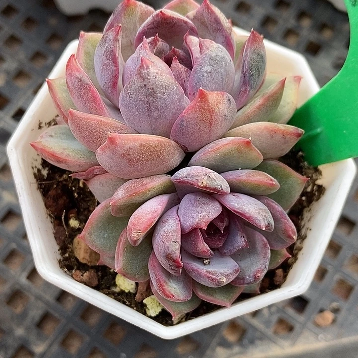 多肉植物蓝色妖姬1038