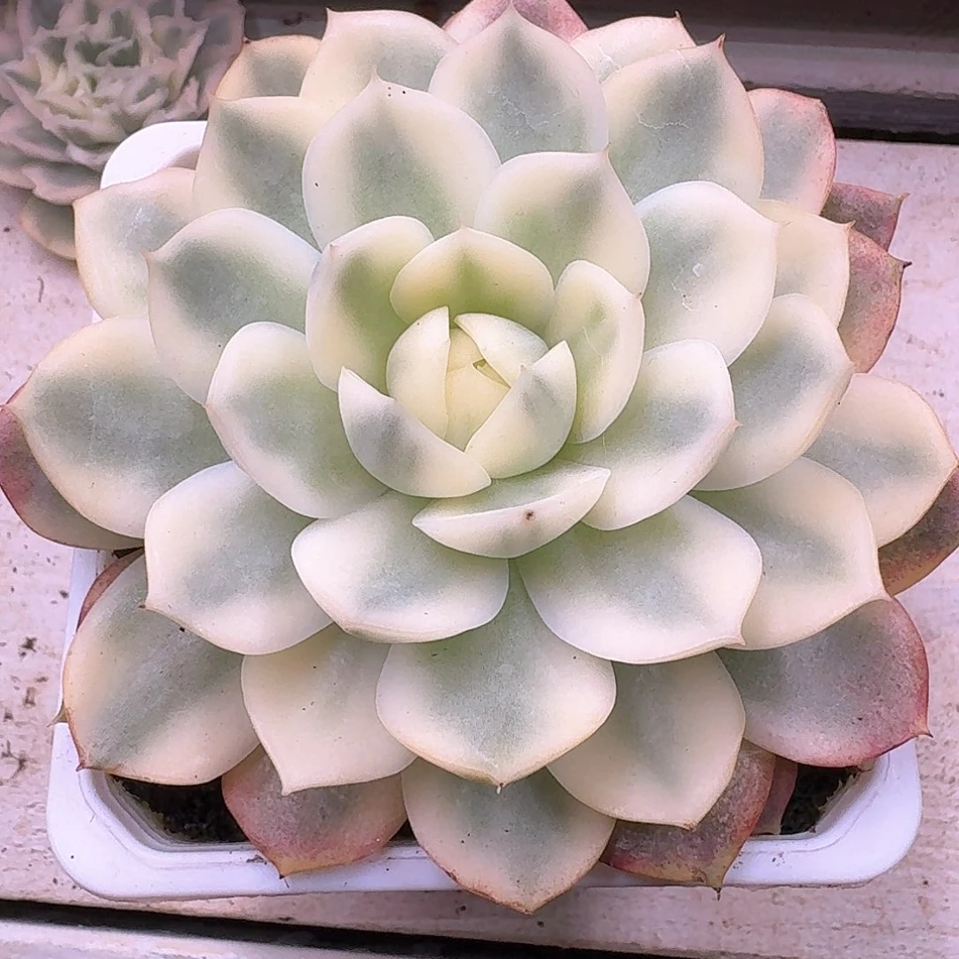 粉水晶锦多肉植物
