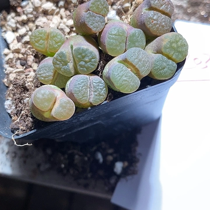 20316。  大磁铁一组。