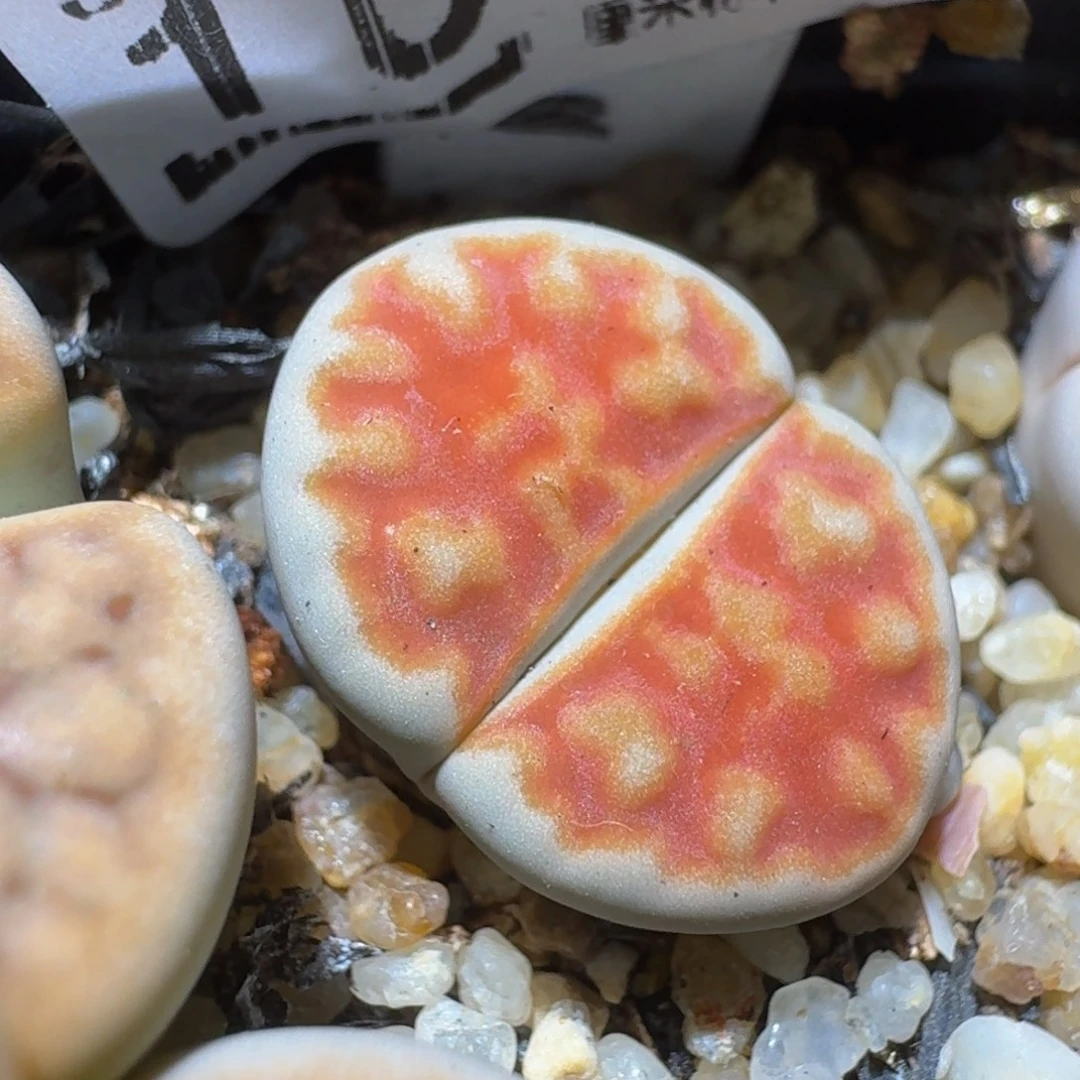 Ssss精品生石花1041