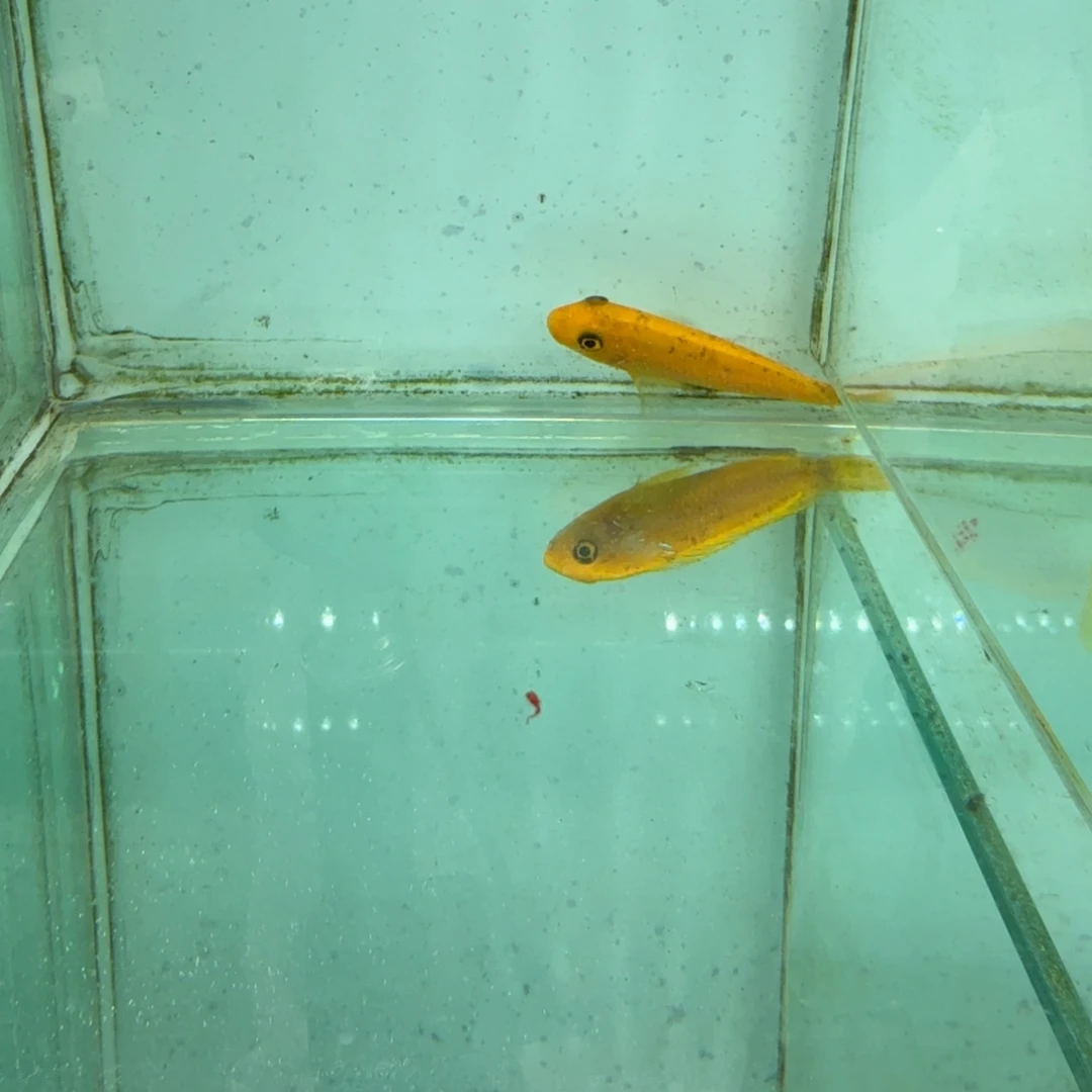 慈鲷478松比西橙母。