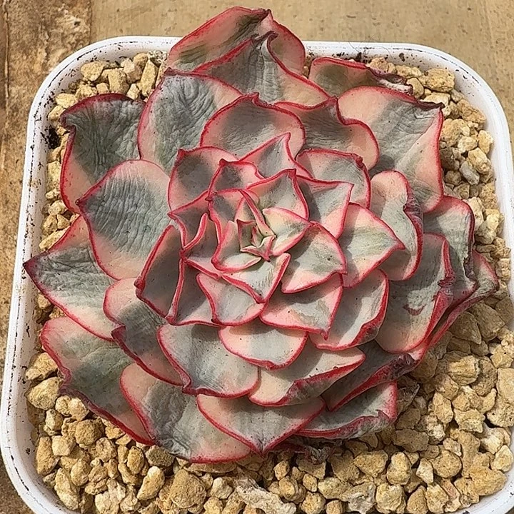 剑斯诺娃锦腹轮锦模特