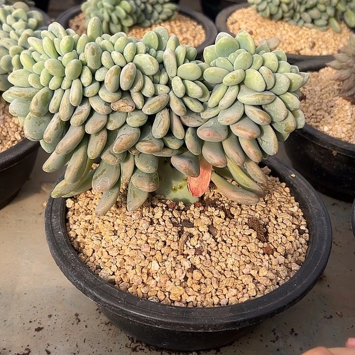 洛神群生缀化多肉