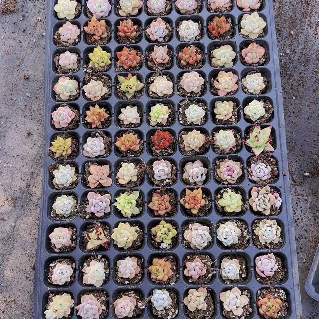 直播一物一拍多肉02