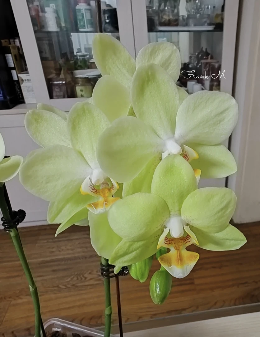 【绿天使】蝴蝶兰绿天使3.0寸未出梗发货