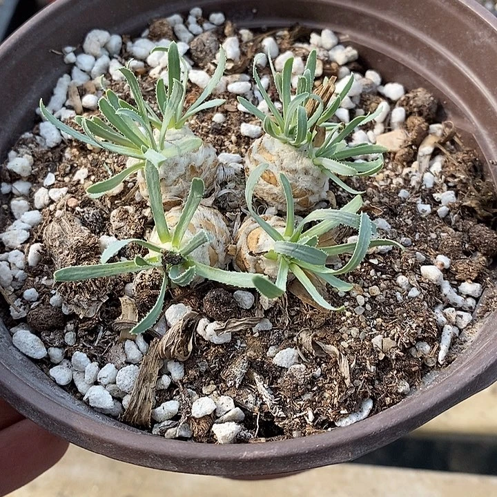 四头刨花厚敦菊一棵