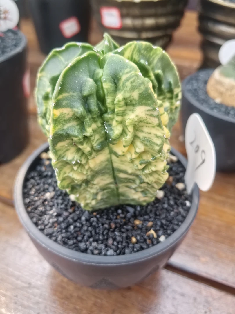 核桃鸾凤玉锦实生一物一拍潮流块根仙人球植物